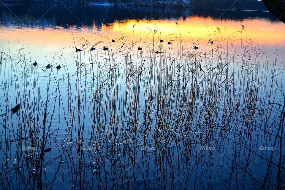 sunset water ice seaweed by anetteaventyr