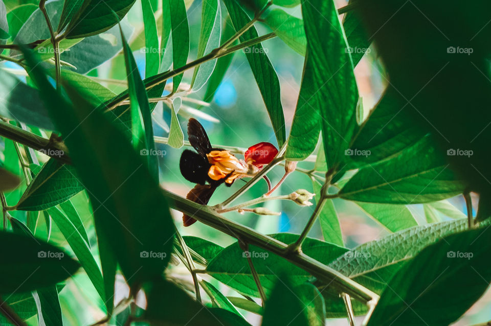 beetle exercising its function in the wild