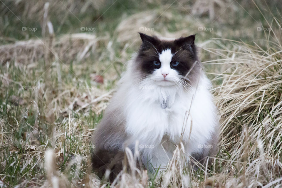 Fluffy long-haired cat sitting in the grass 