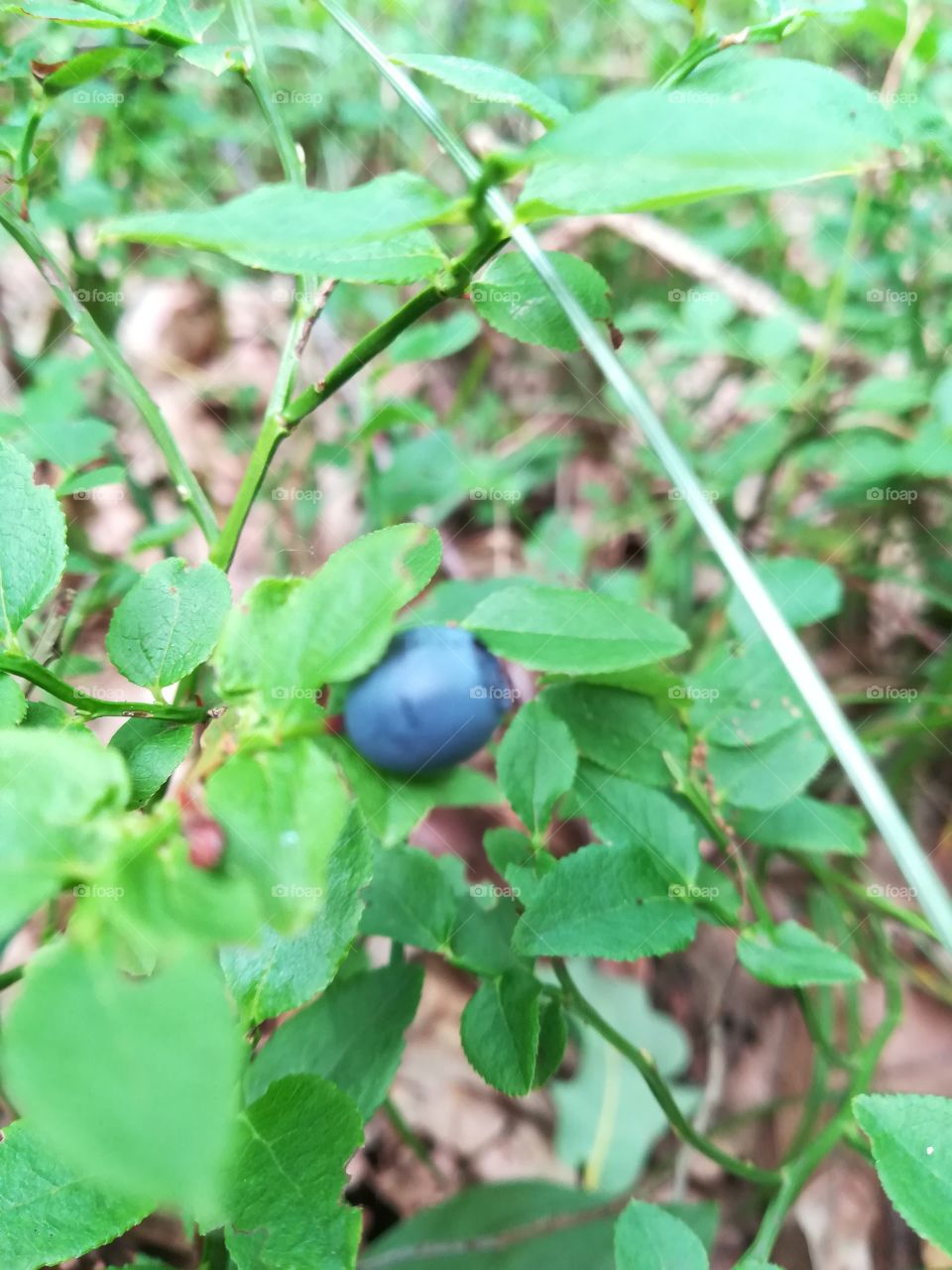 Wild berry