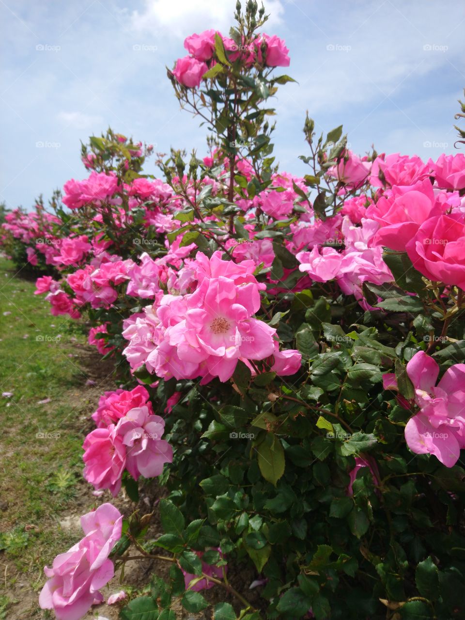 Spring roses