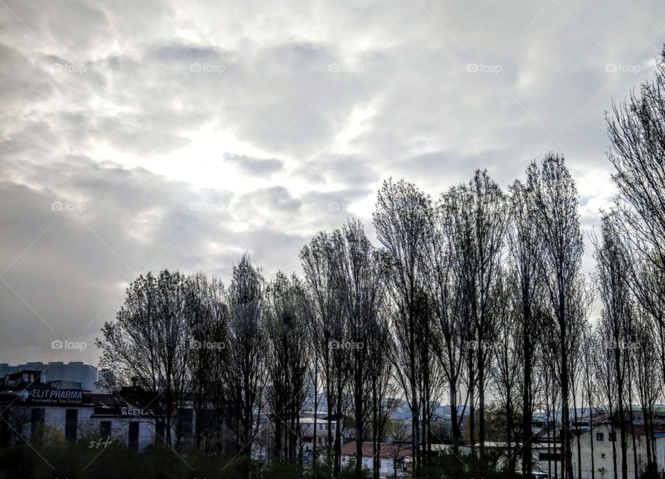 The line of trees are beautiful, not only neat but also a beauty of line. there is countrysid in the back, it is a special landscape of countryside.