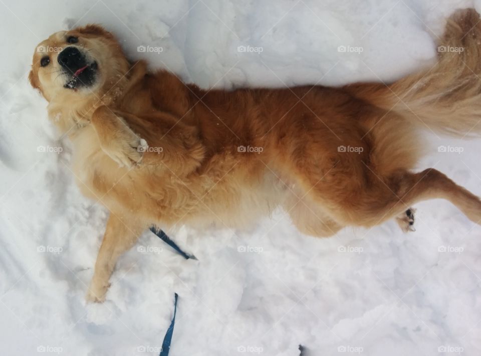 Dog rolling in snow 