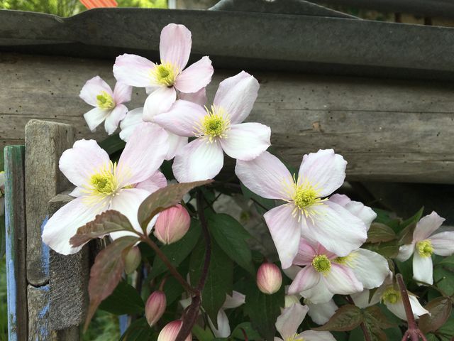 Clematis 