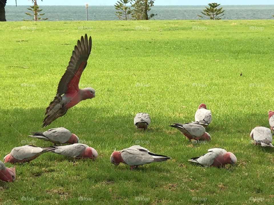 Flock of wild Galah parrots, motion, landing, movement, feeding
