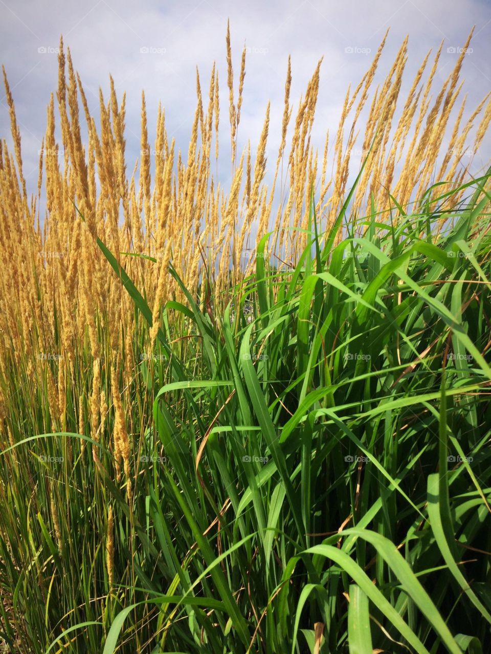 Yellow ornamental wheat 

