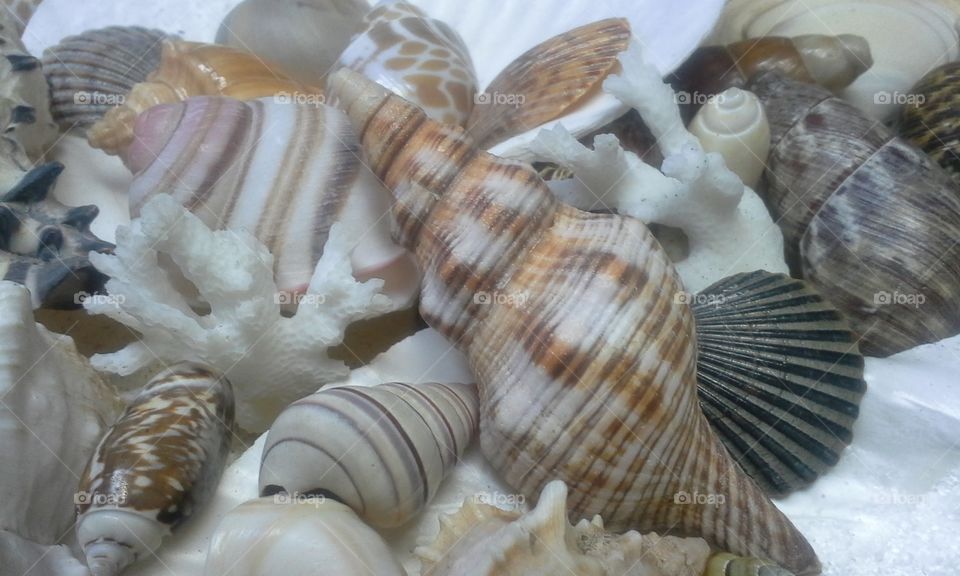 seashells with coral