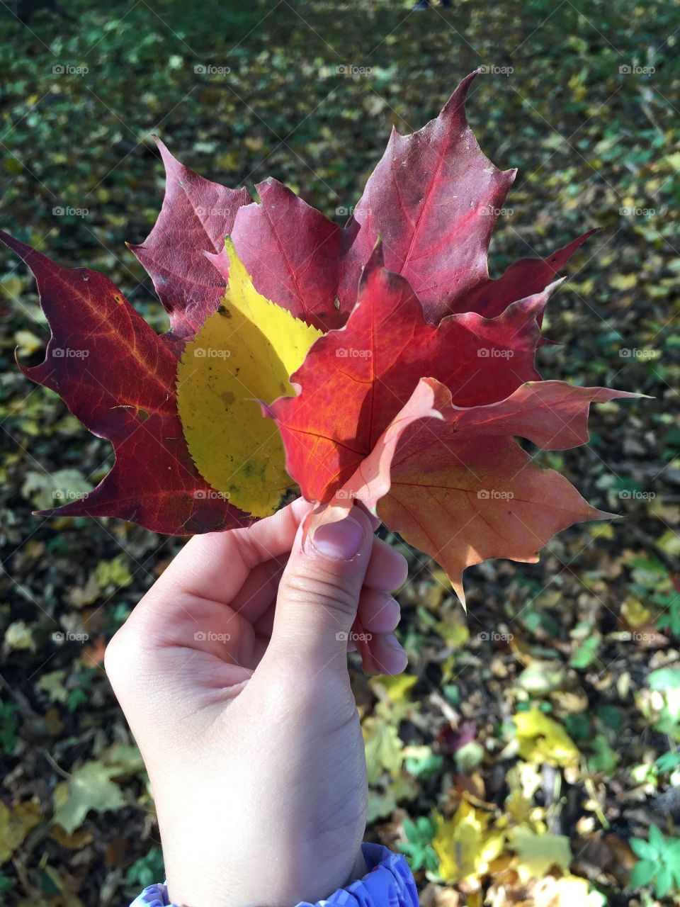 Autumn colors in my hand.