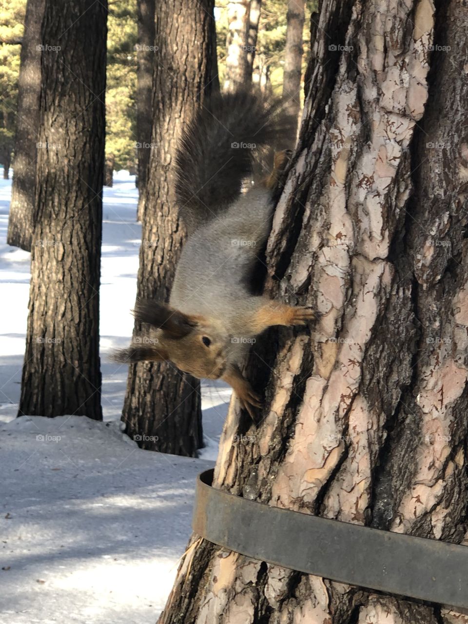 Squirrel