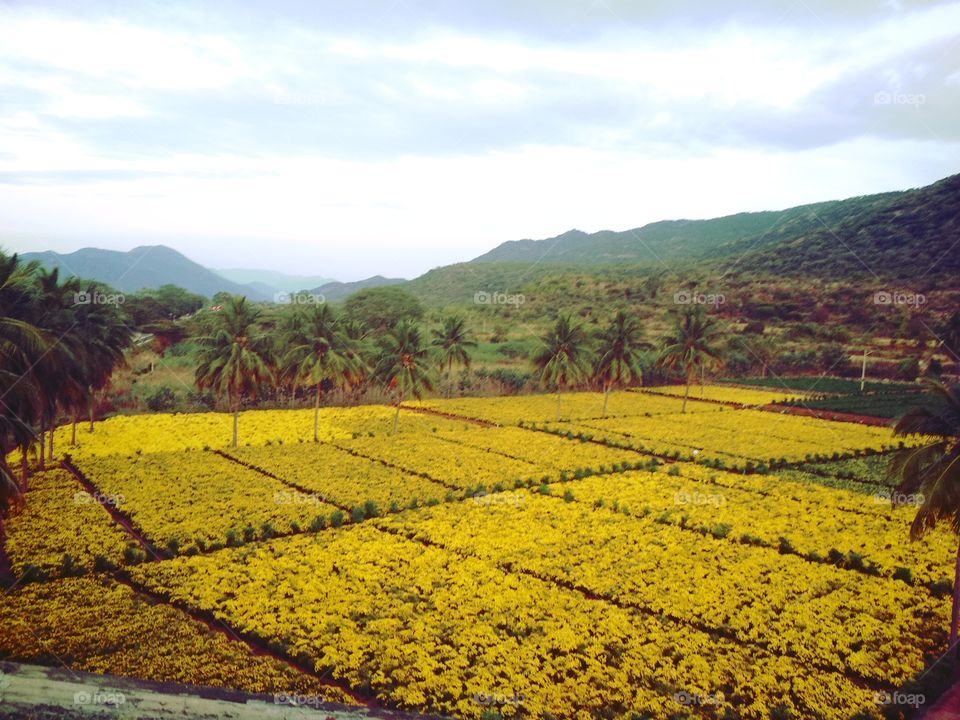 Yellow flower garden with trees mountains and sky in background