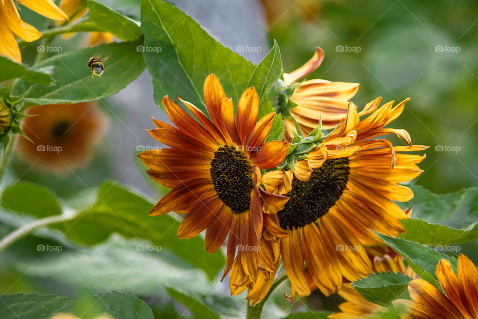 sunflowers bees and bumblebees