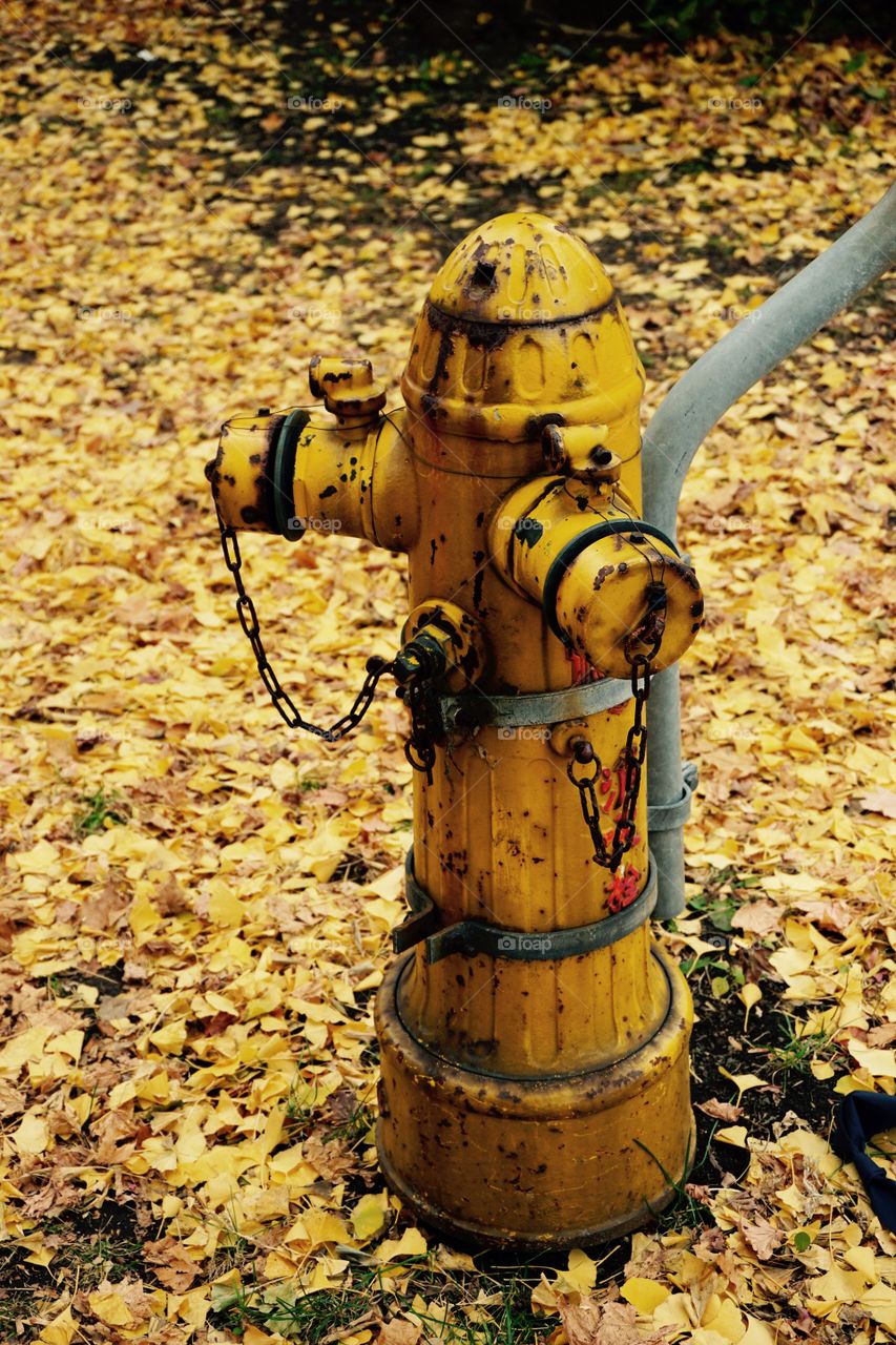 Yellow fire hydrant