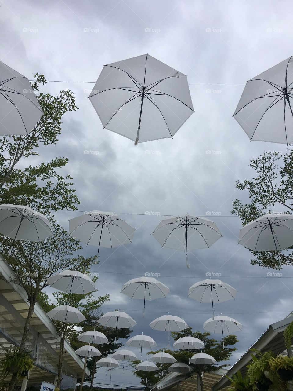 Umbrellas 