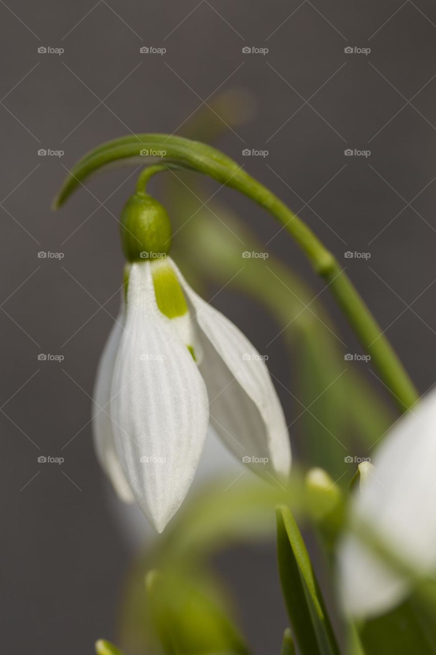 White snowdrop close-up.  Spring symbol blooming in the forest.