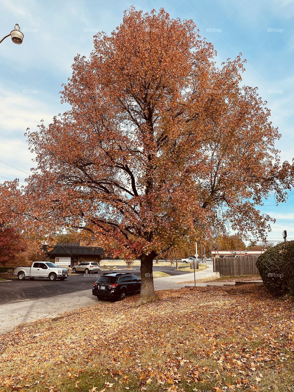 Color of fall in Tulsa Oklahoma 