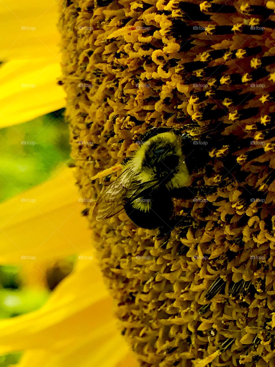 Collecting nectar from a sunflower 
