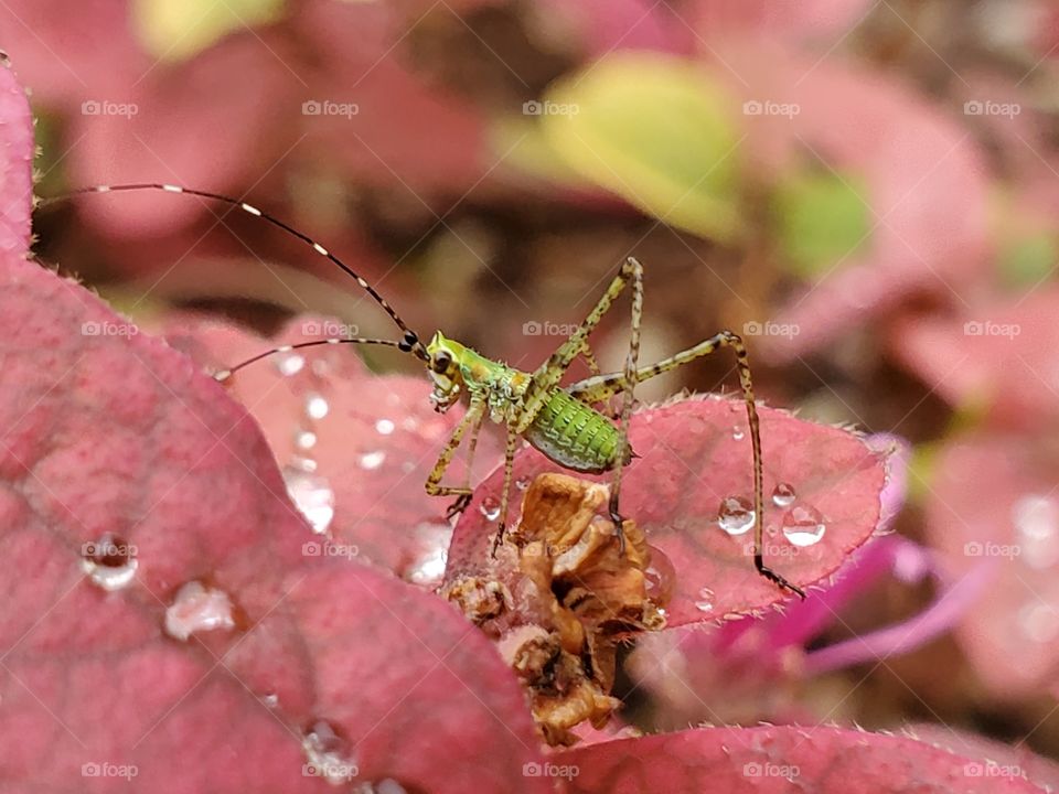 scudderia furcata