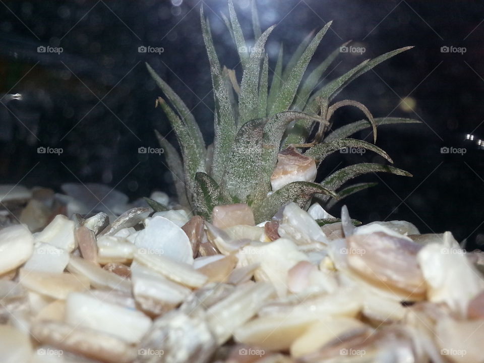 Air plant sitting in shells