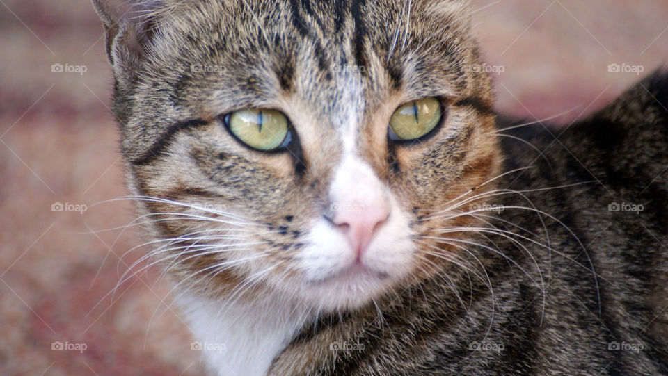 The eyes are the window of the soul, and animals have the most pure and true ones.