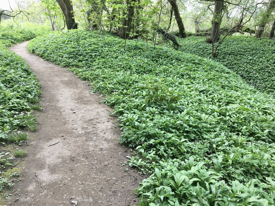 Wild garlic growing in abundance along a stream leading to the riverbank 