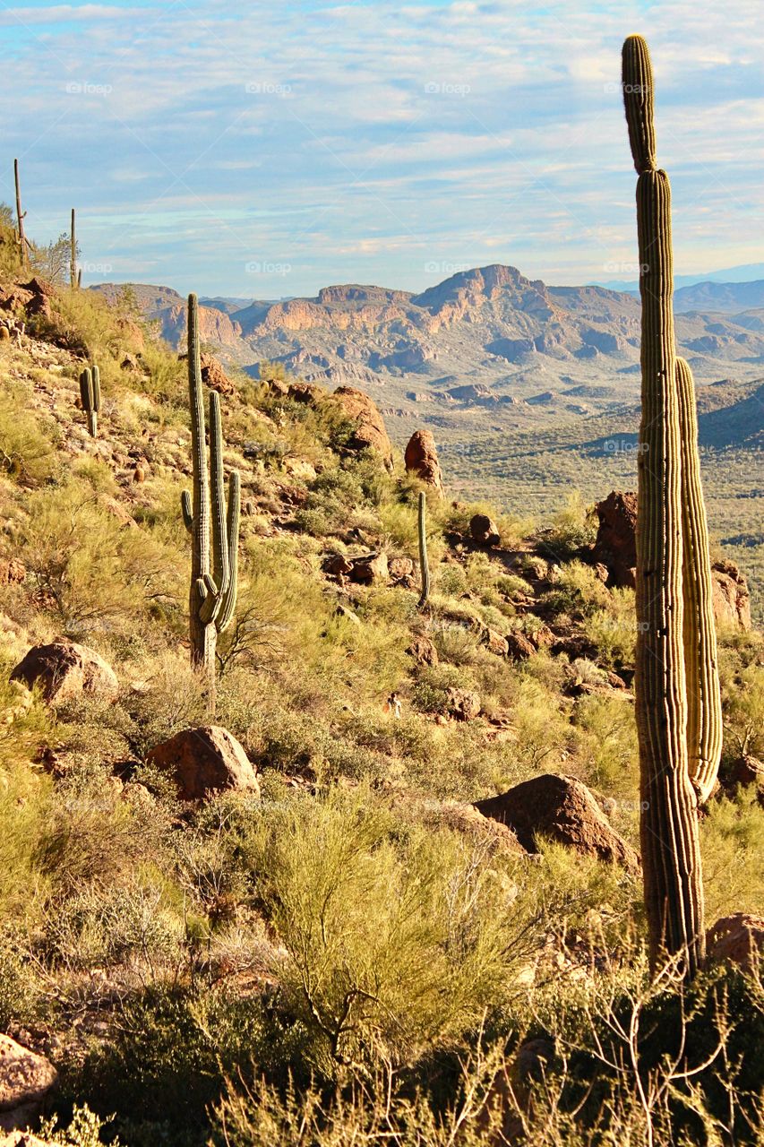 Cactuses on field against mountains