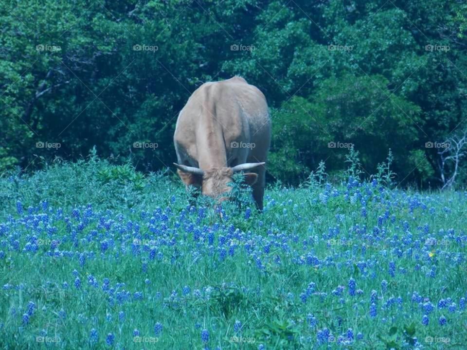 Texas Bluebonnets