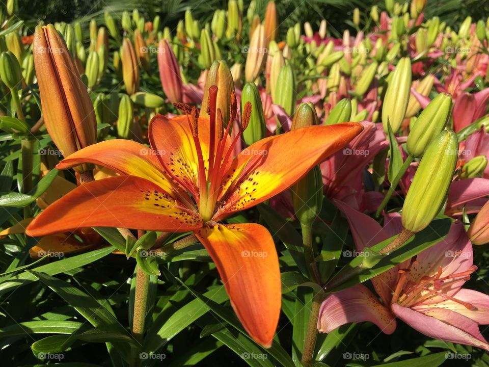 Lilies