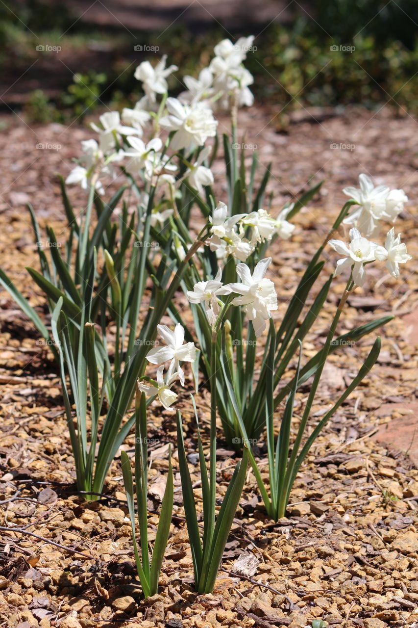 Field of daffodils