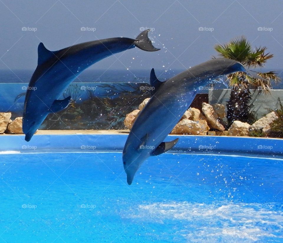 Jumping dolphins 