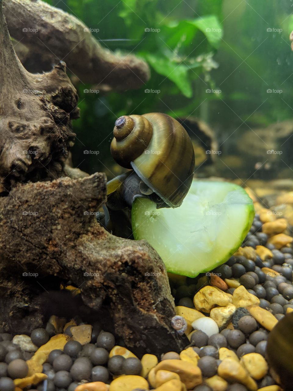 Ivory Brown Mystery Snail