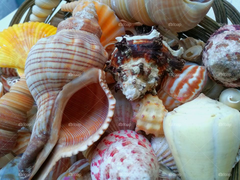 Seashells collected on basket