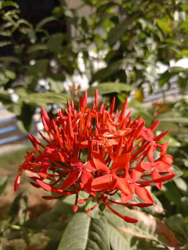 natural image