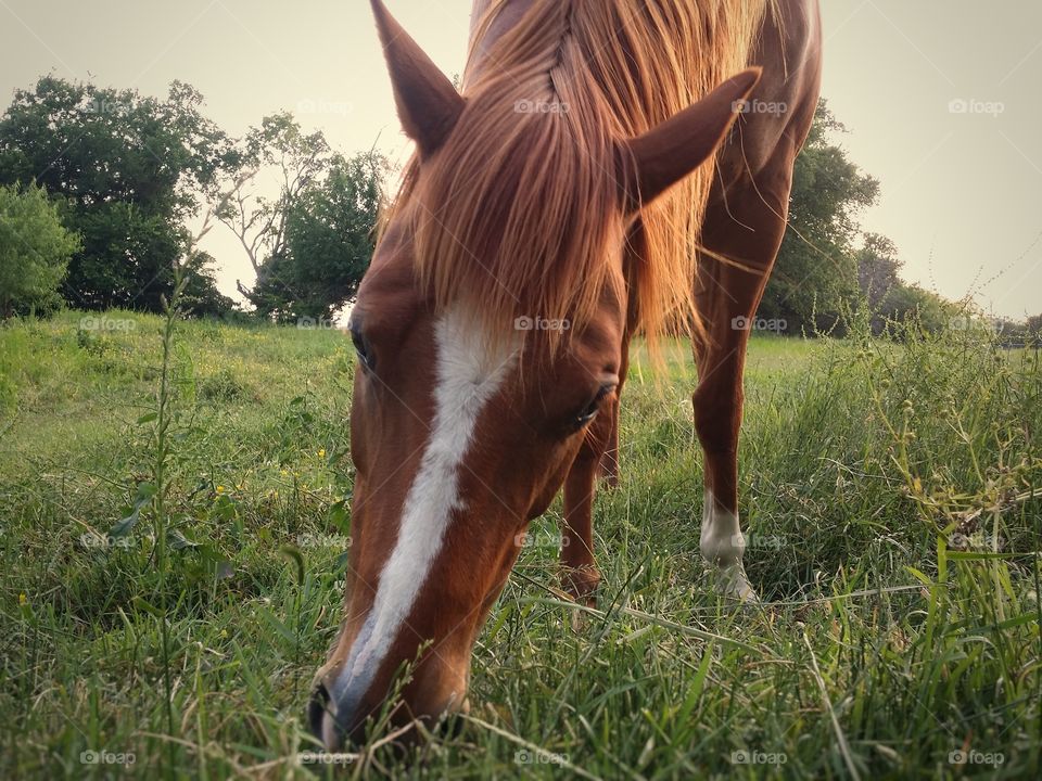 Sorrel Horse Grazing in a Pasture of Rye Grass