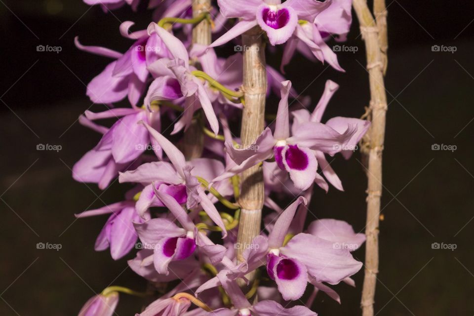 Pink orchid at night