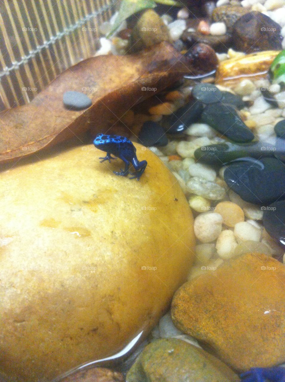 Blue Frog