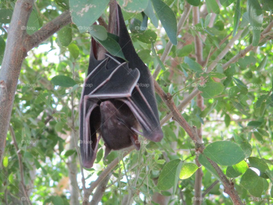 bat