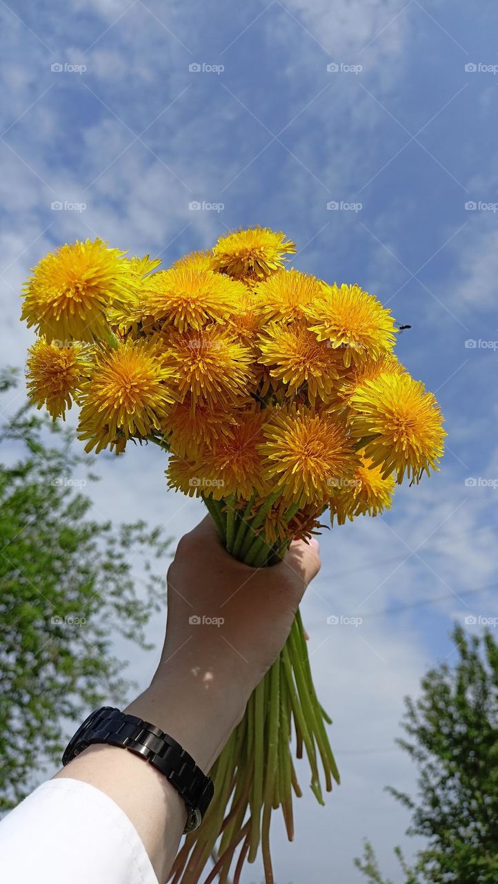 bouquet of flowers, yellow flowers, dandelions, bouquet in hand, female hand, sky, clouds, delta, warm day, summer, june