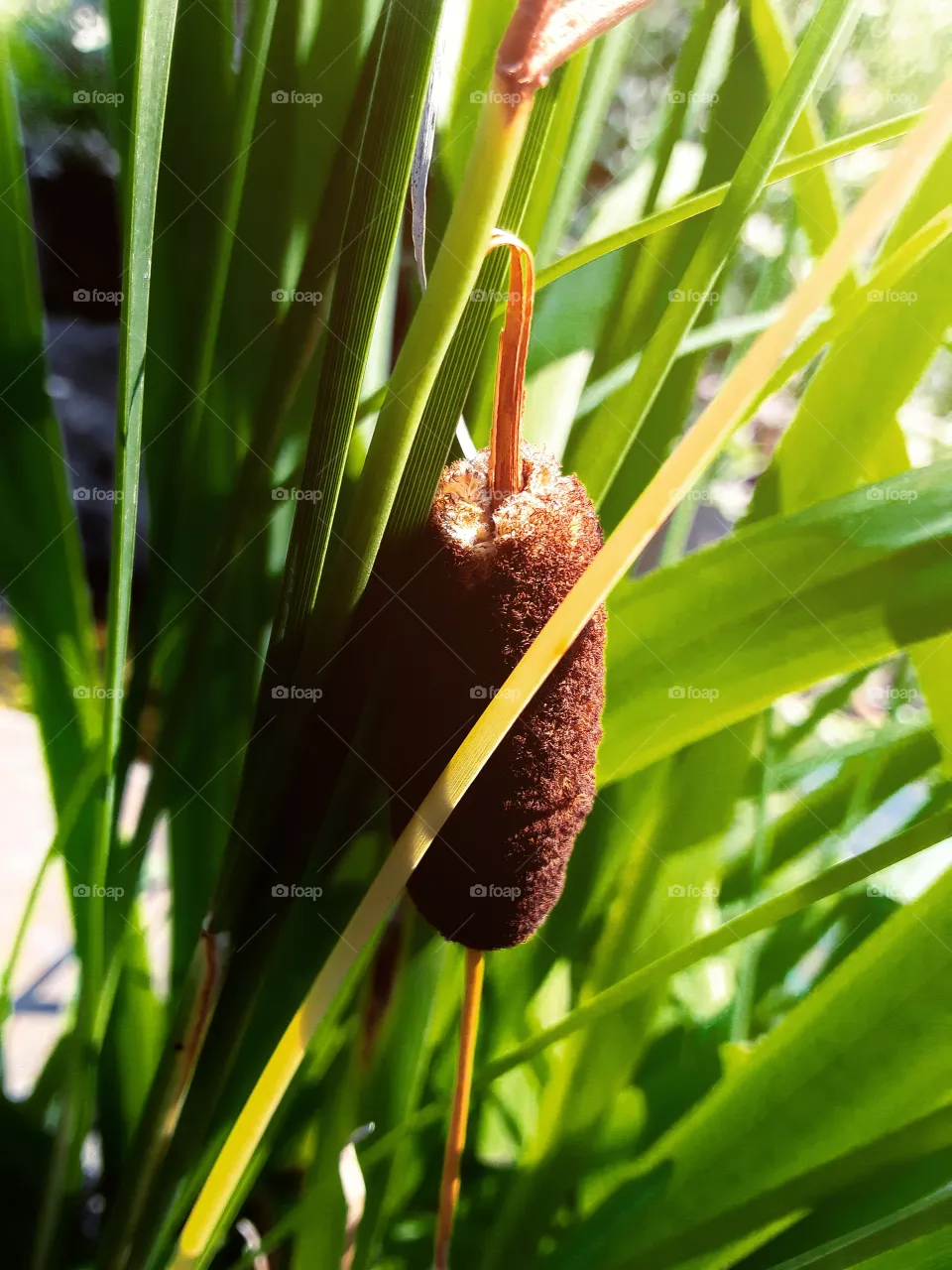 Reeds