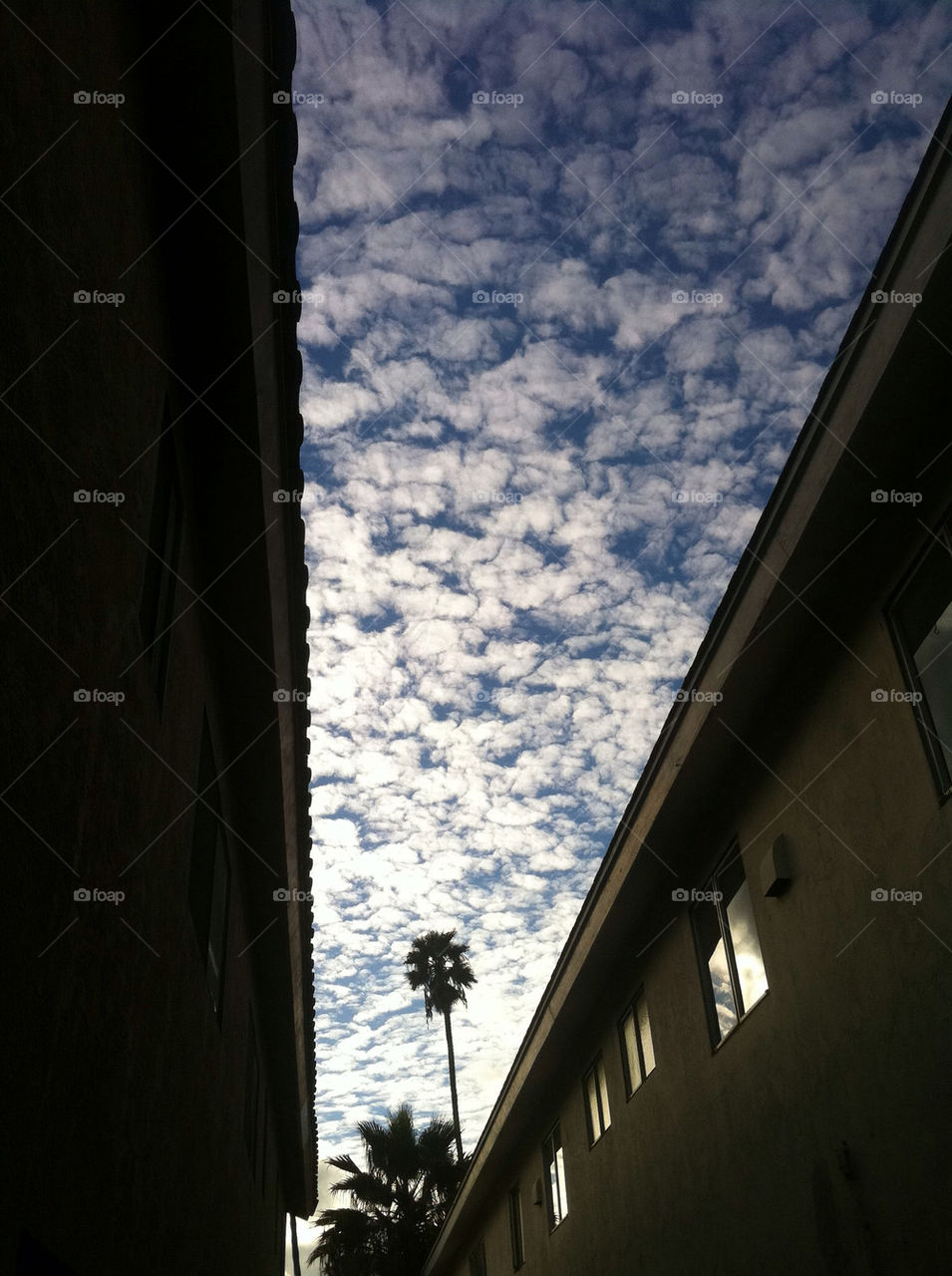 sky blue tree palm by emmanuelgr