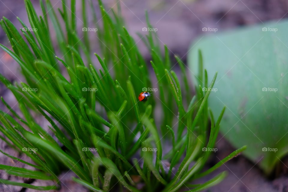 ladybug 