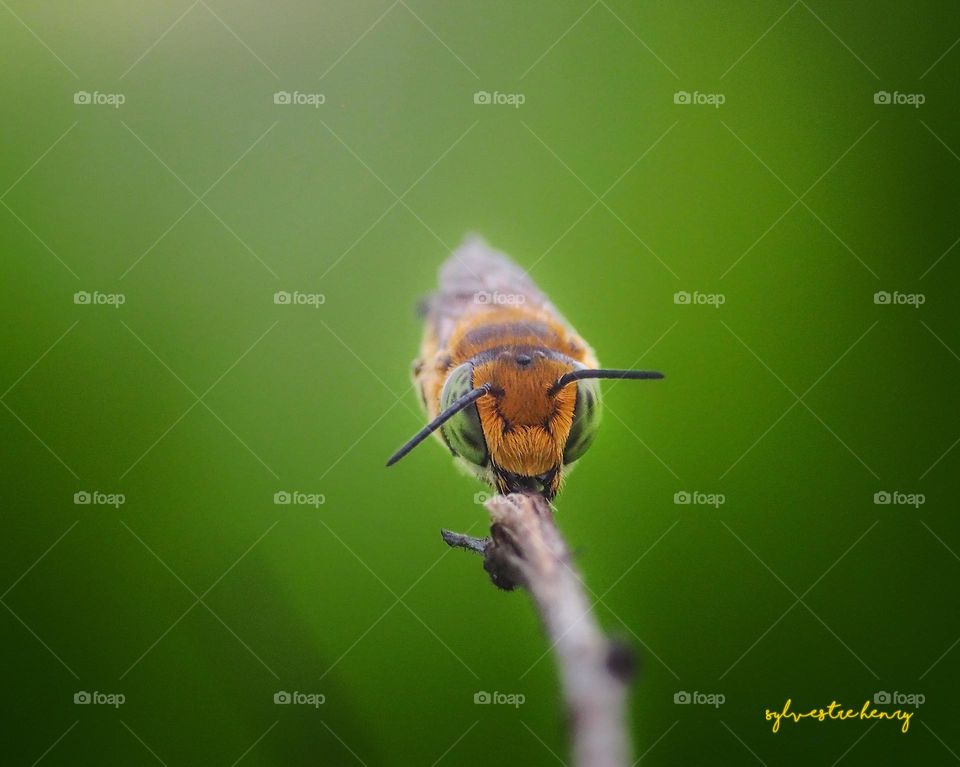 sleeping bee