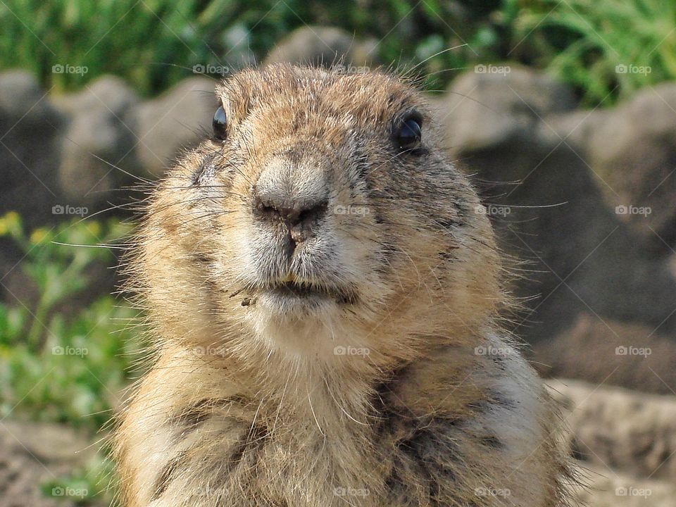 Prairiedog