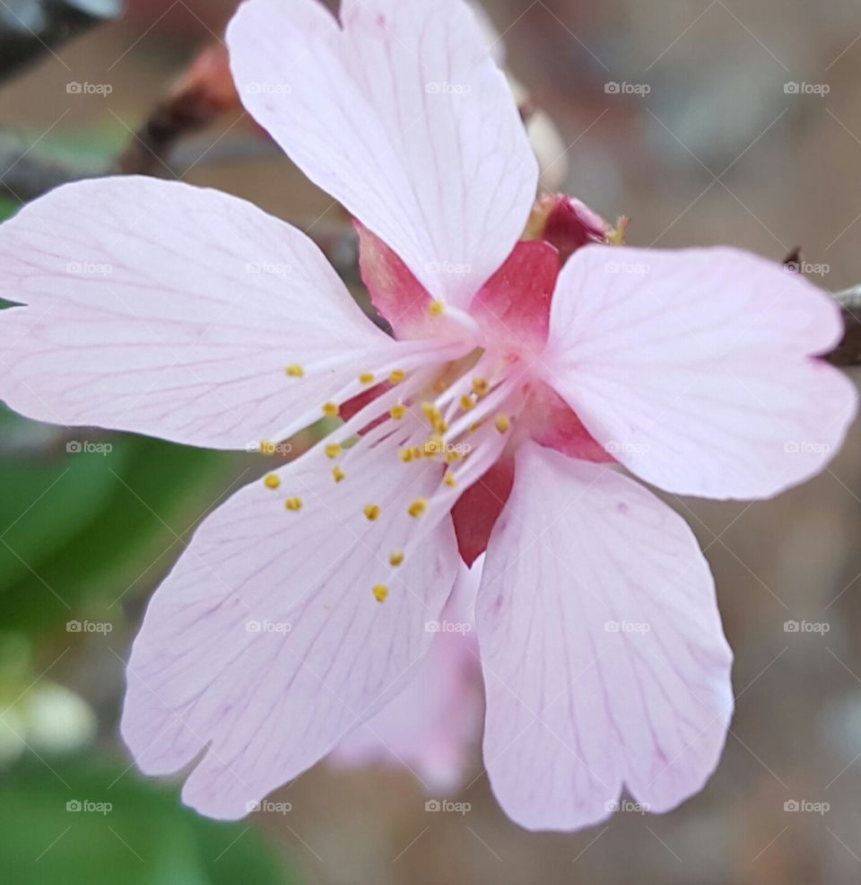 Pretty pink bloom