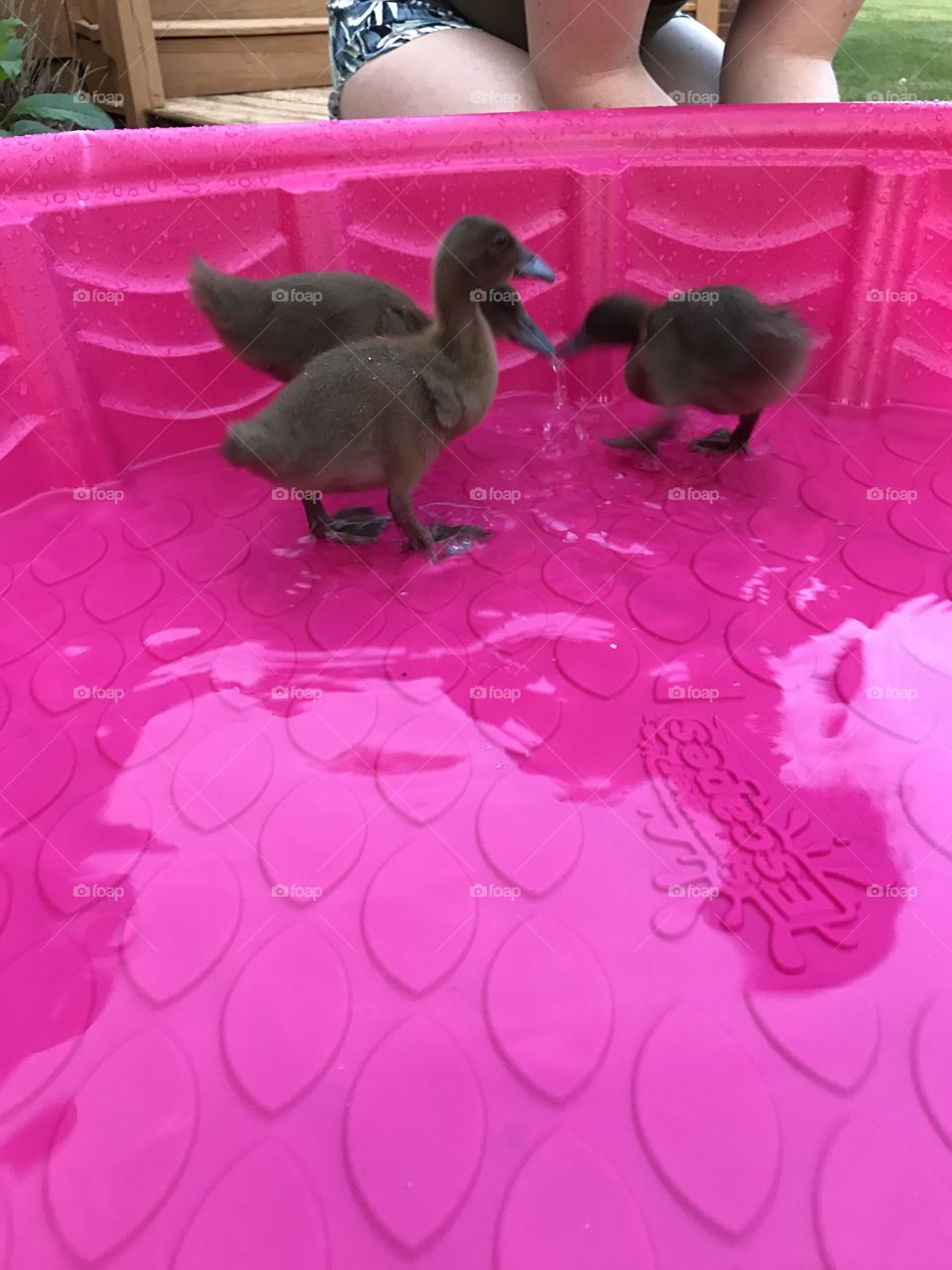 Ducks 