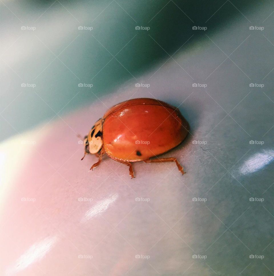 Ladybug