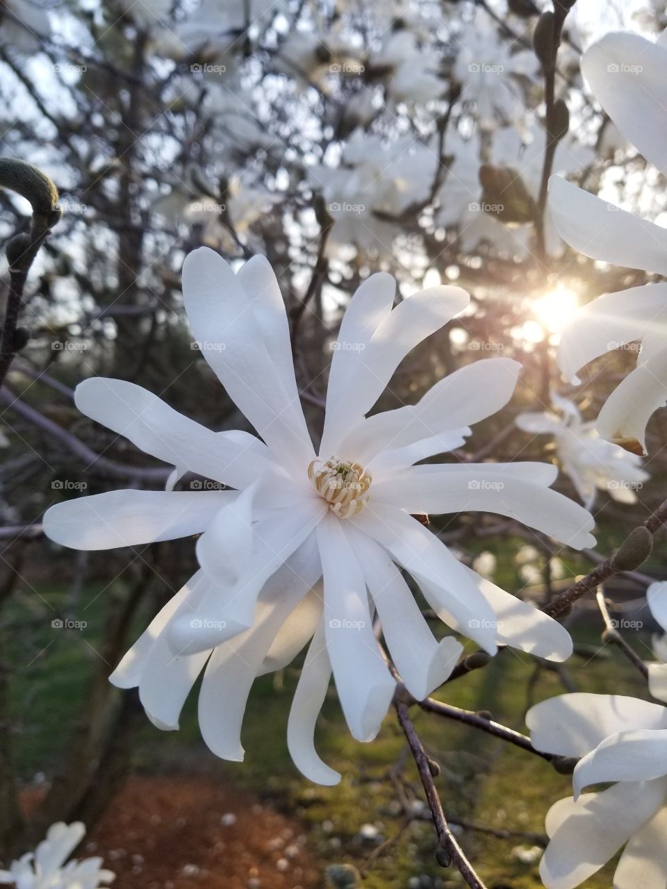 spring tree flower #2