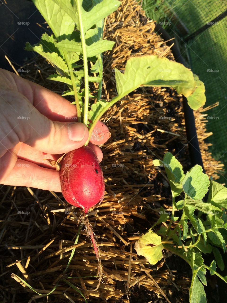 Plucked from a straw bale garden