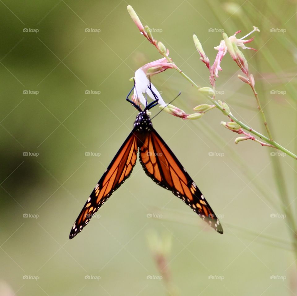 Upside Down Butterfly 