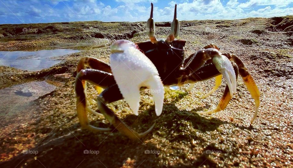 Crab