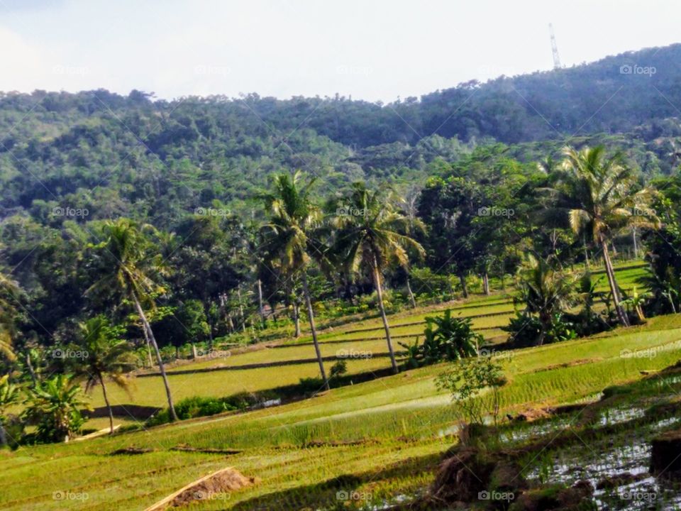 View of rice fields near the hill.
